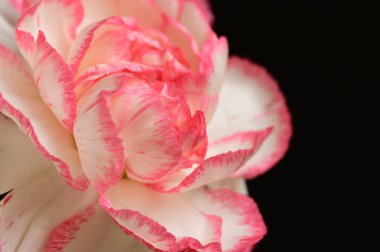 Siyah arka planda güzel pembe çiçek