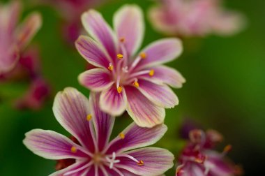 Bahçedeki güzel mor çiçekler