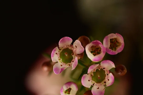 close-up view of chamelaucium flowers on dark background