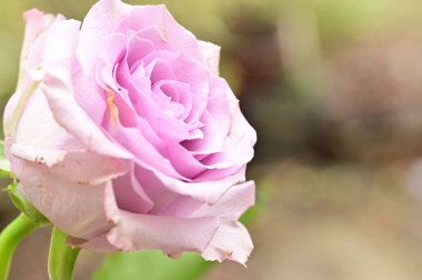 Güzel mor gül, yakın görüş, yaz konsepti.