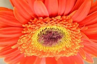 Güzel Gerbera çiçeği. Yaklaş.