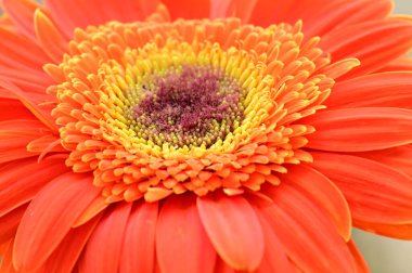 Güzel Gerbera çiçeği. Yaklaş.