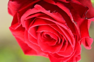 kırmızı gül çiçek bahçesinde yakın çekim