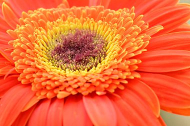 Güzel Gerbera çiçeği. Yaklaş.