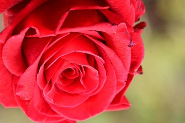 kırmızı gül çiçek bahçesinde yakın çekim