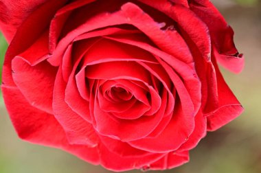 kırmızı gül çiçek bahçesinde yakın çekim