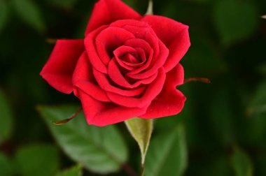 kırmızı gül çiçek bahçesinde yakın çekim