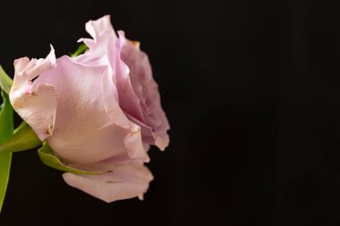 Siyah arkaplanda gül çiçeği