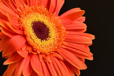 Siyah arkaplanda turuncu gerbera çiçeğini kapat. 