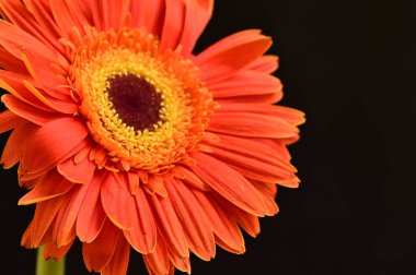 Siyah arkaplanda turuncu gerbera çiçeğini kapat. 