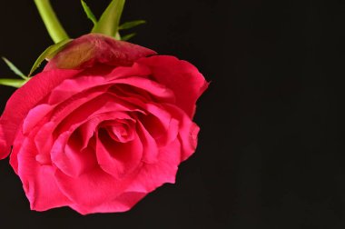 koyu arka plan üzerinde pembe Gül