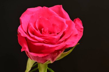  Koyu arka plan üzerinde pembe Gül çiçek