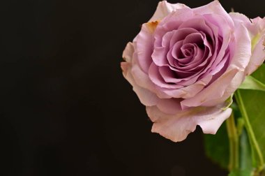 Siyah arkaplandaki güzel gül çiçeğini kapat.