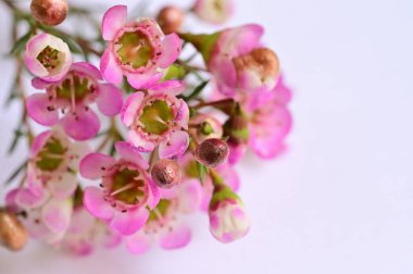 Beyaz arkaplanda pembe çiçeklerin görüntüsünü kapat