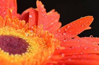 Koyu arkaplanda güzel Gerbera çiçeği