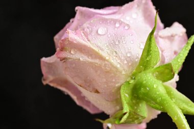 Su damlalı güzel pembe gül çiçeği, yakın görüş