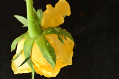 Su damlaları olan güzel sarı bir gül. Kapalı, koyu arkaplan.