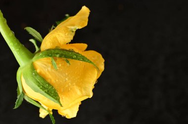 Su damlaları olan güzel sarı bir gül. Kapalı, koyu arkaplan.