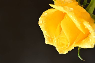 Su damlaları olan güzel sarı bir gül. Kapalı, koyu arkaplan.