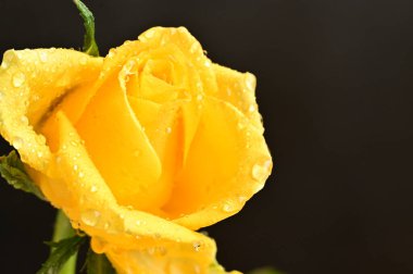 Su damlaları olan güzel sarı bir gül. Kapalı, koyu arkaplan.