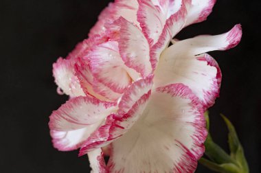 close up of beautiful  carnation  flower