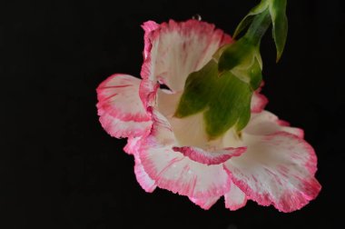 close up of beautiful  carnation  flower