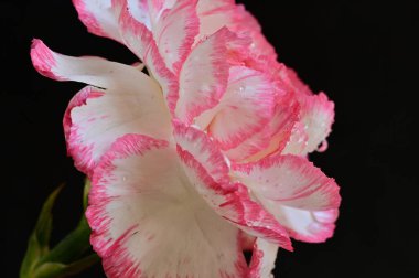 close up of beautiful  carnation  flower
