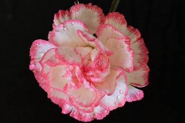close up of beautiful  carnation  flower