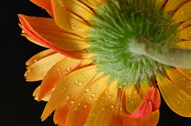 güzel gerbera çiçek yakın çekim