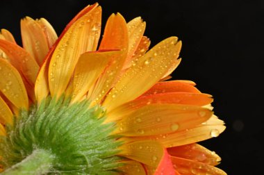 güzel gerbera çiçek yakın çekim