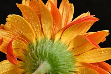 güzel gerbera çiçek yakın çekim