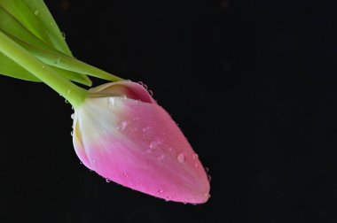 close up of beautiful tulip   flower with water drops 