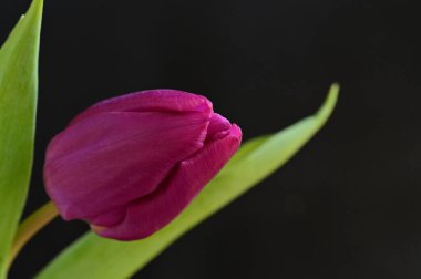 Güzel lale çiçeğine yaklaş.