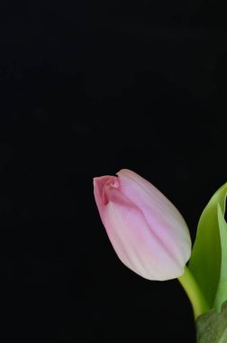 Güzel lale çiçeğine yaklaş.