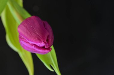 Güzel lale çiçeğine yaklaş.