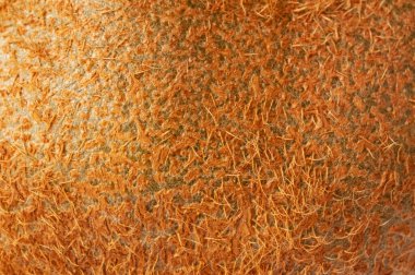 kivi beyaz zemin üzerine