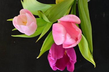 close up of beautiful tulips   flowers