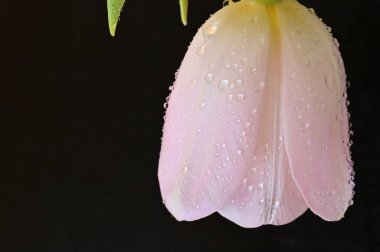 Güzel lale çiçeğine yaklaş.