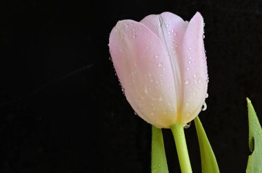 Güzel lale çiçeğine yaklaş.