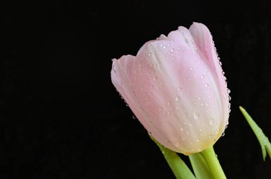 Güzel lale çiçeğine yaklaş.