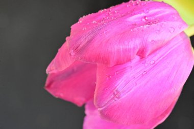 Güzel lale çiçeğine yaklaş.