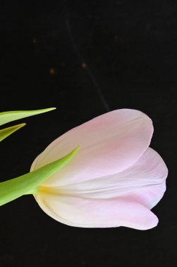 Güzel lale çiçeğine yaklaş.