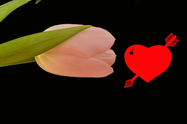 close up of beautiful tulip   flower and heart sign