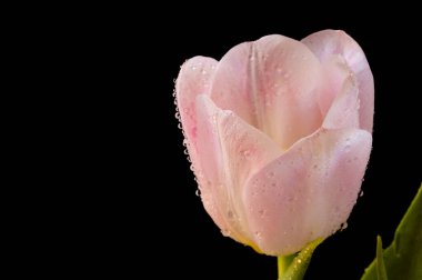 Güzel lale çiçeğine yaklaş.