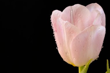 Güzel lale çiçeğine yaklaş.