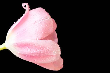 Güzel lale çiçeğine yaklaş.