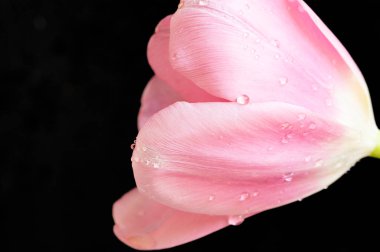 Güzel lale çiçeğine yaklaş.