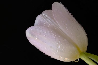 Güzel lale çiçeğine yaklaş.