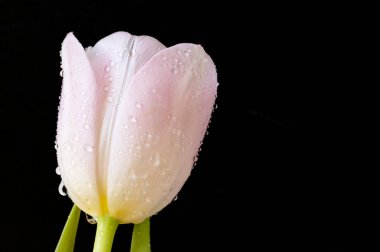 Güzel lale çiçeğine yaklaş.