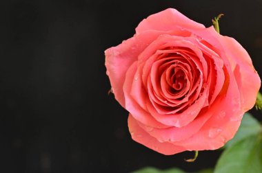 Güzel gül çiçeğine yaklaş